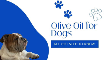 Can Dogs Have Olive Oil? Everything You Need to Know About Olive Oil for Dogs