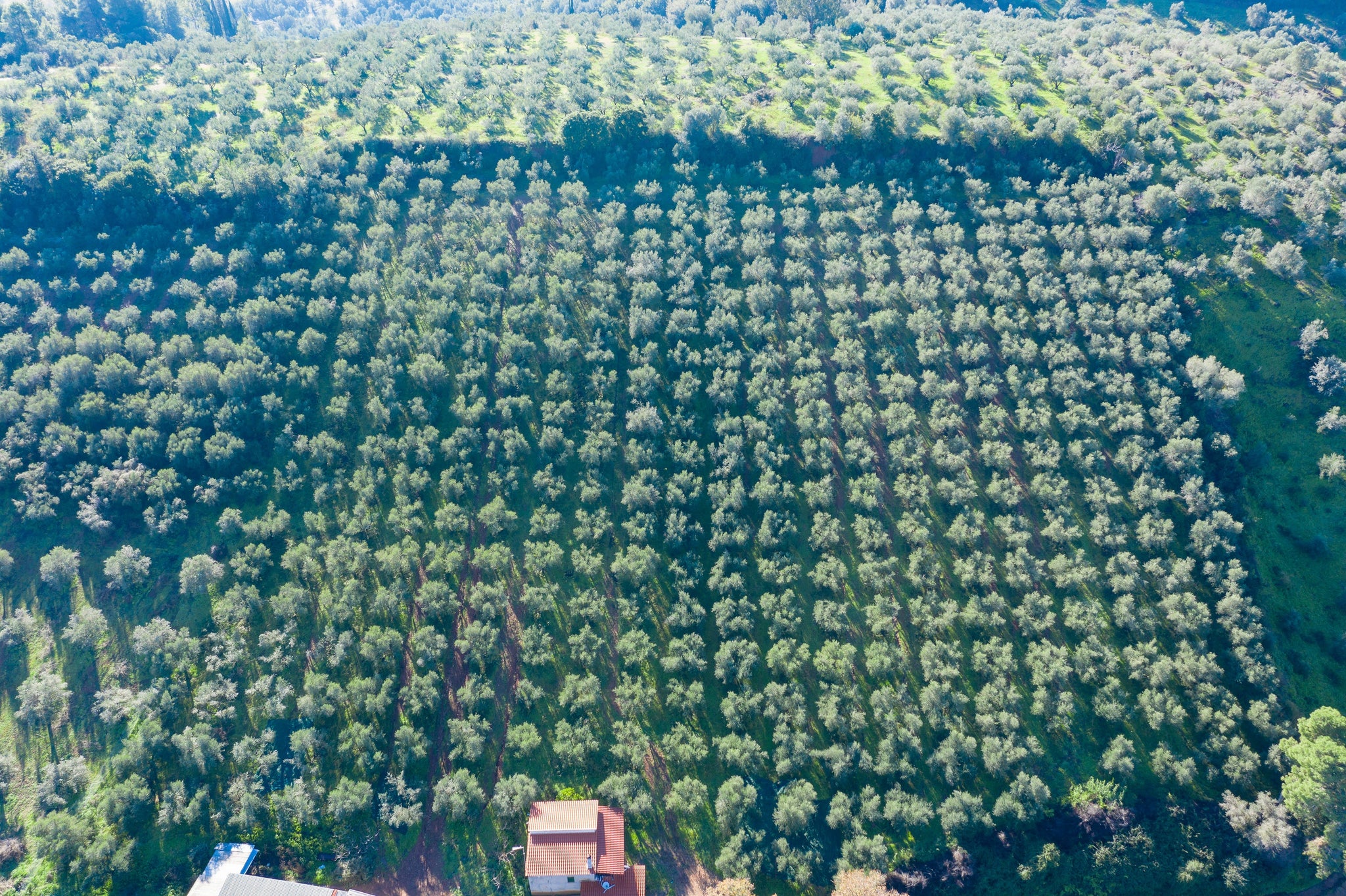 The Three Questions to Ask Before You Call an Olive Oil “Perfect”